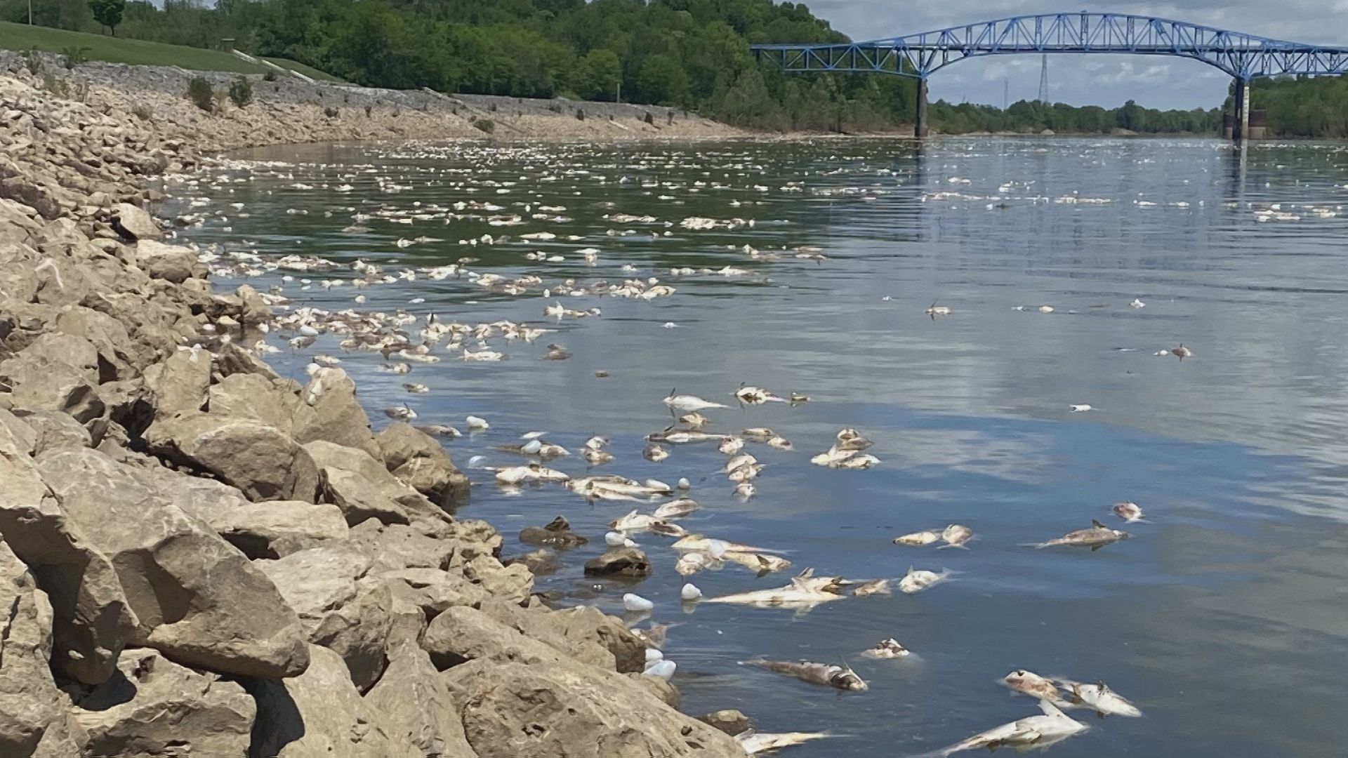 silver carp